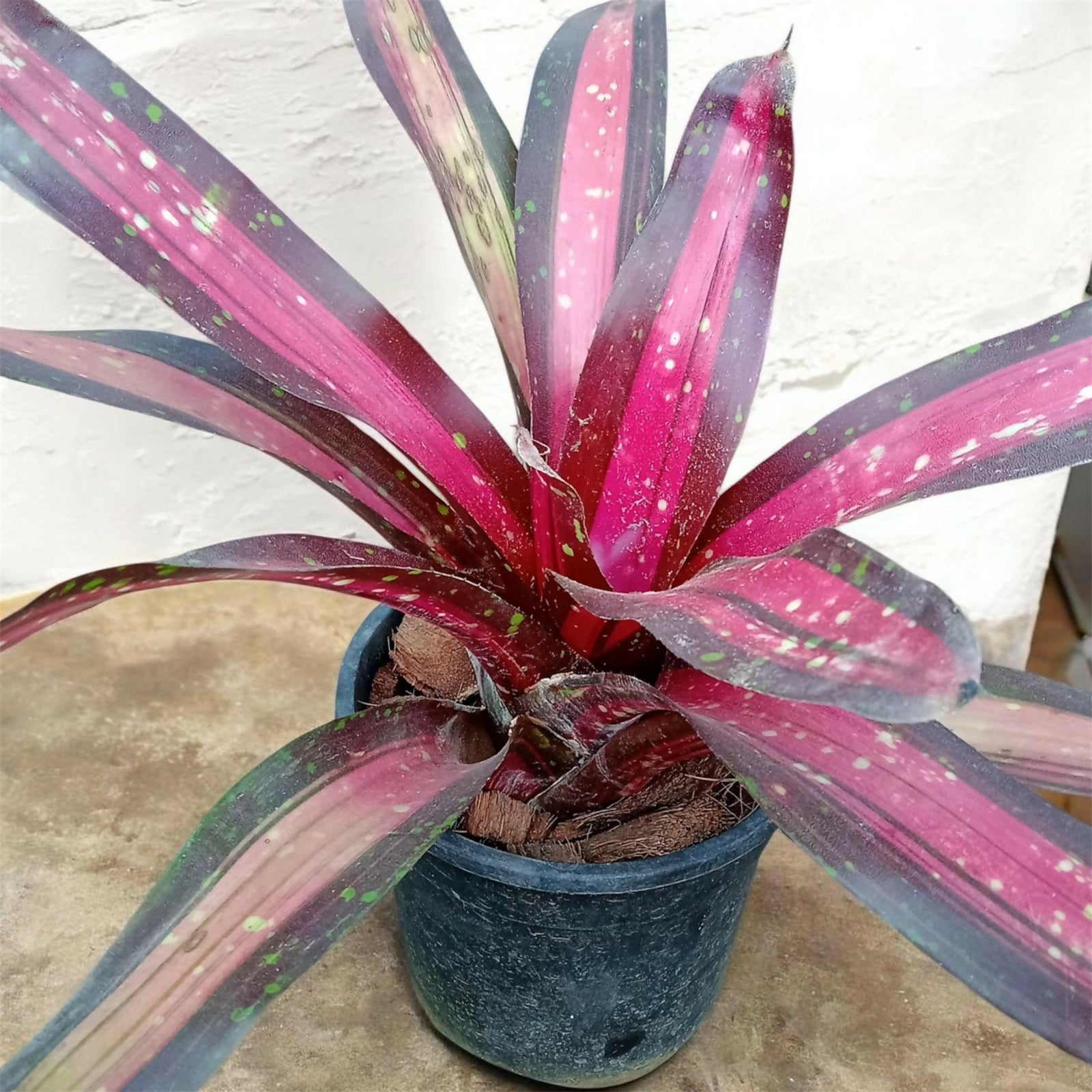 Bromeliad