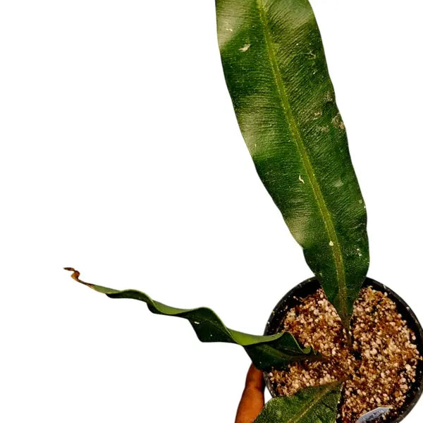 Fern Elaphoglossom Conforme - Rare