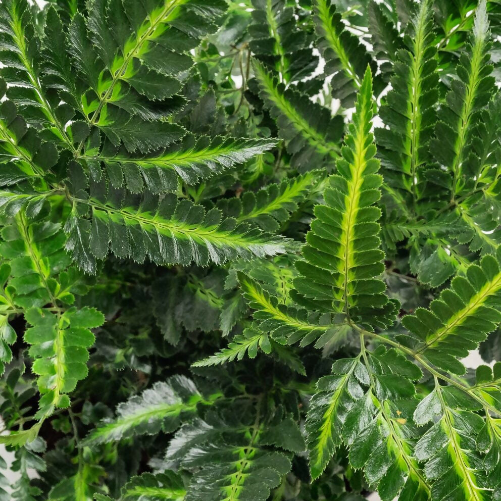 Indian Holly Fern in indoor pot – exotic plant collection – Foliages India