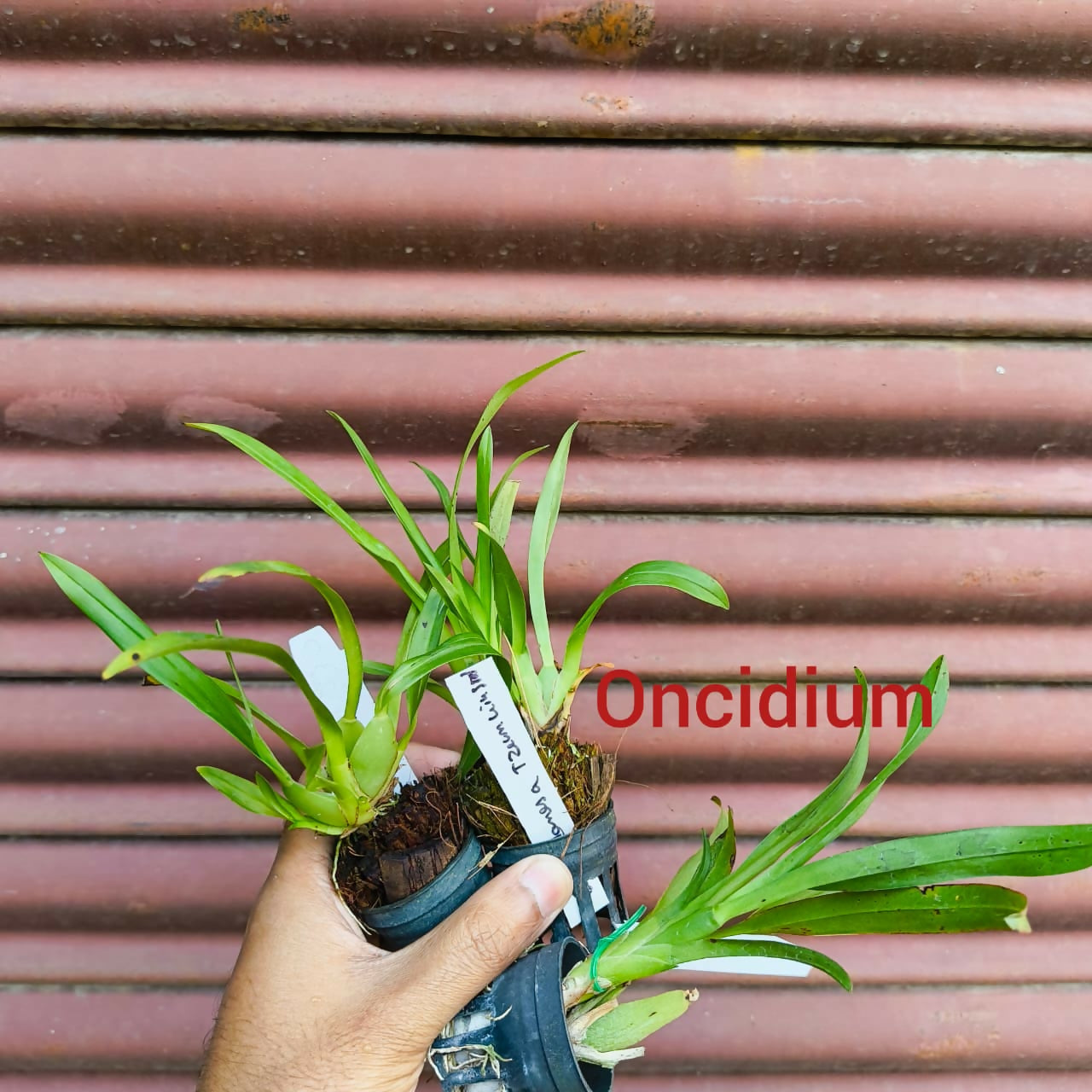 Oncidium Orchids Jairak Fragrant