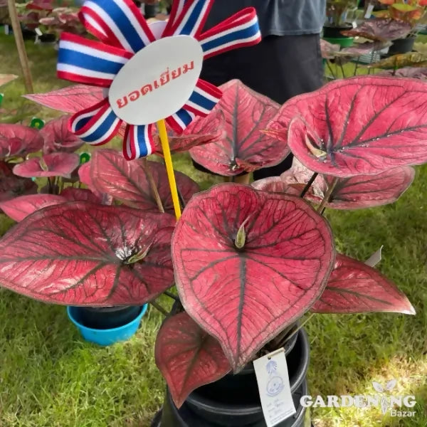 Caladium wang tong