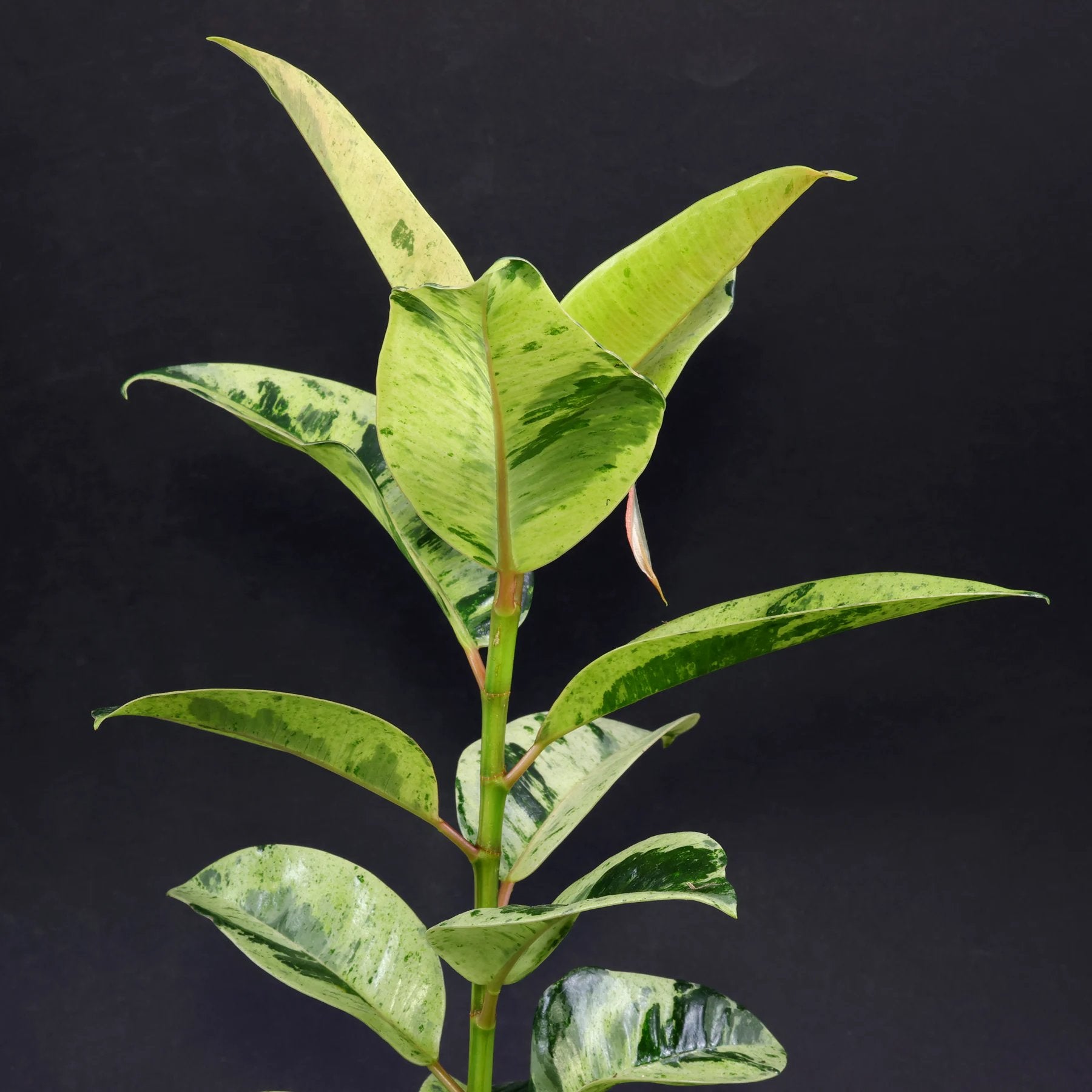 Variegated Rubber Plant – Variegated Jiffy Sized - Aloevera Greens