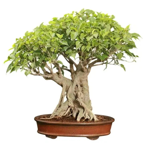 Ficus Religiosa, Sacred fig, Bodhi plant