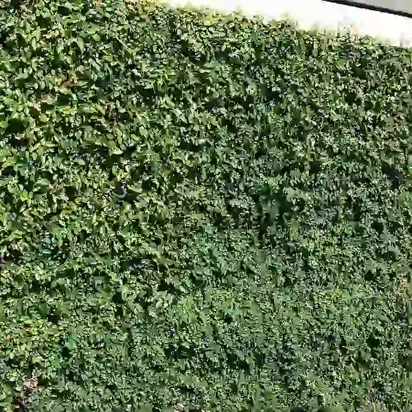 Ficus pumila, Wall creeper, Creeping fig – Trending Wall Creeper-Pack Of 10