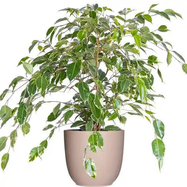 Variegated Ficus Benjamina | Ficus Safari Plant | Ficus benjamina 'Twilight'