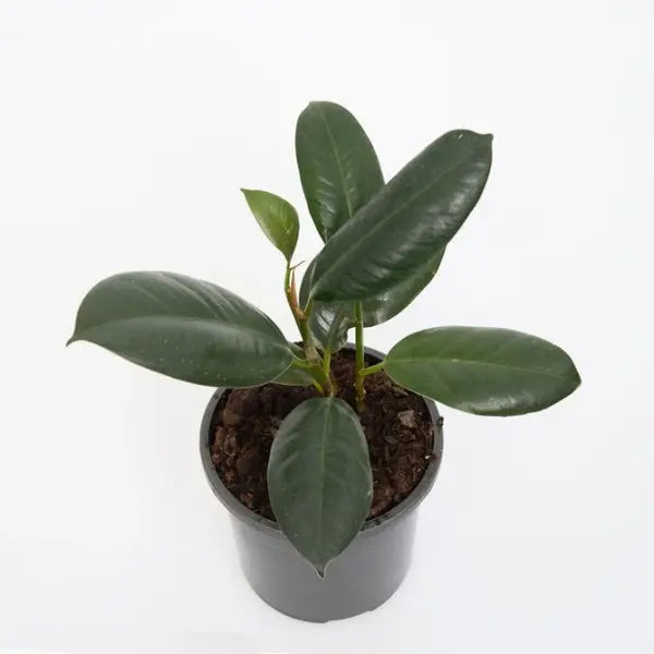 Ficus Elastica Decora