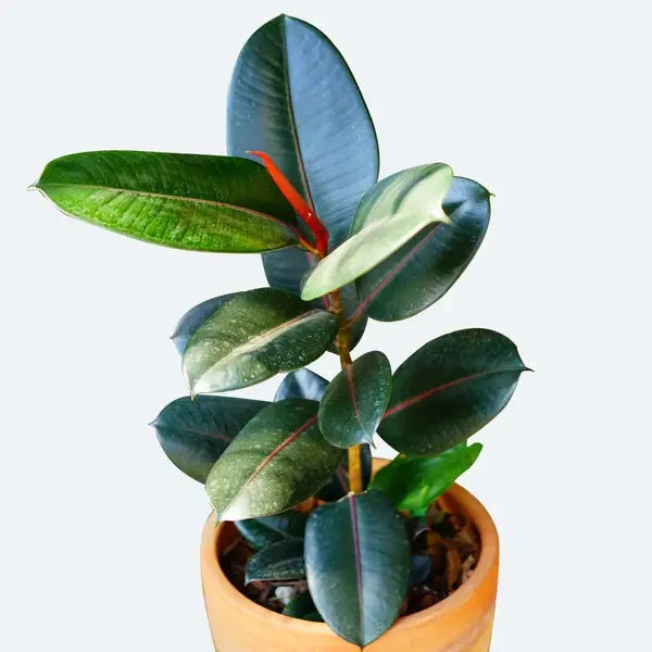 Ficus Elastica Decora