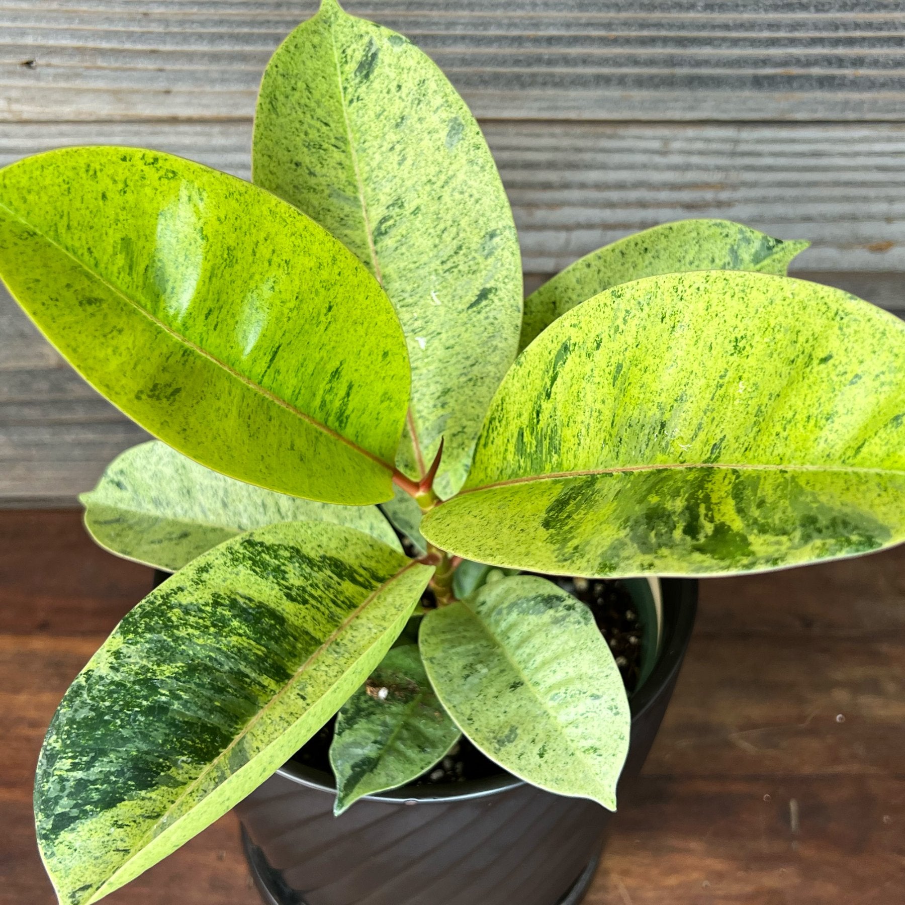 Variegated Rubber Plant – Variegated Jiffy Sized - Aloevera Greens