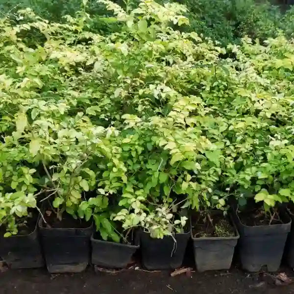 Ligustrum Sinense 'Sunshine' (Chinese Privet) Plant
