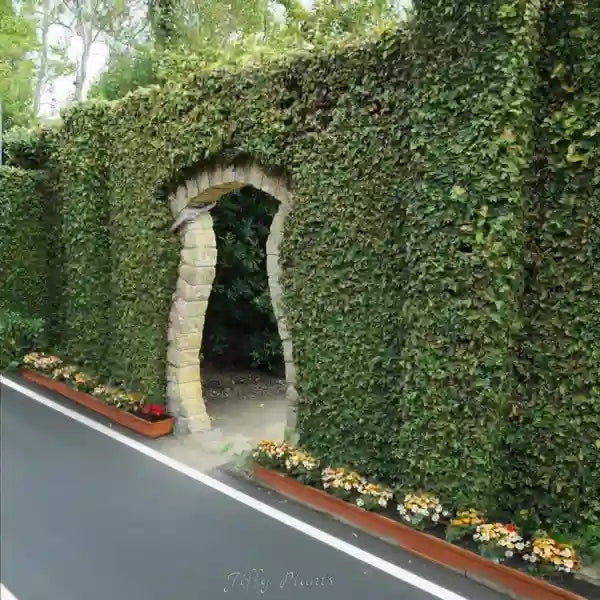 Ficus pumila, Wall creeper, Creeping fig - Trending Wall Creeper