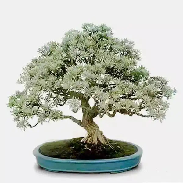Crossostephium Chinense Plant