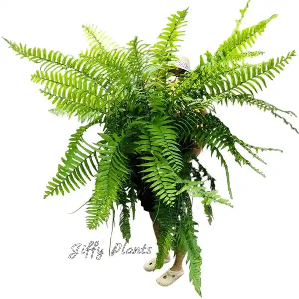 Macho Fern (Nephrolepis Biserrata) Giant Fern