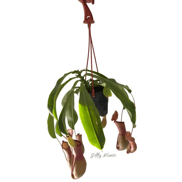 Pitcher Plant - Nepenthes Ventrata - Rare Plant - Single Shoot