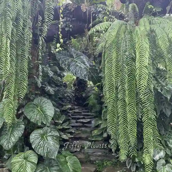 Nephrolepis SP Sabai Nang Rare Boston Basket Fern