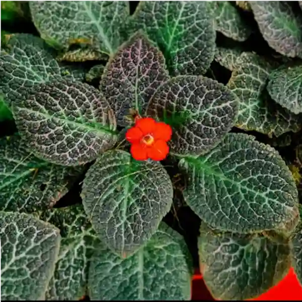 Episcia Snake Skin - Red Flower