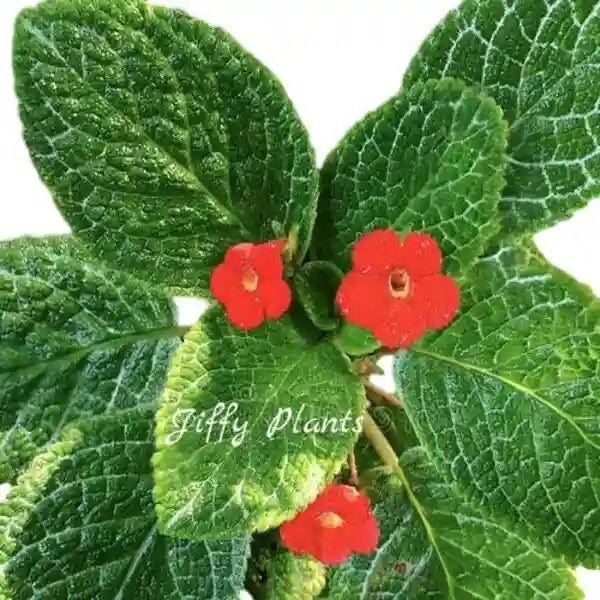 Episcia Cupreata Flame Violet - Red Flower