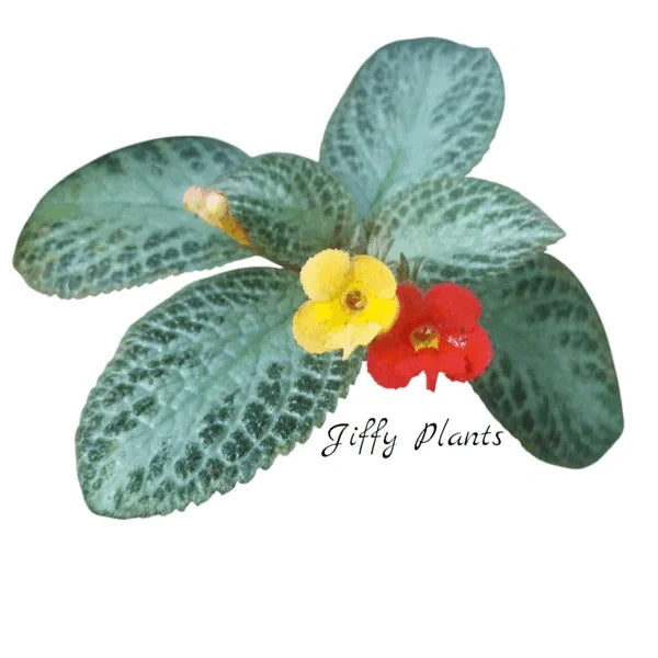 Episcia Blushing Lisa - Yellow Flower