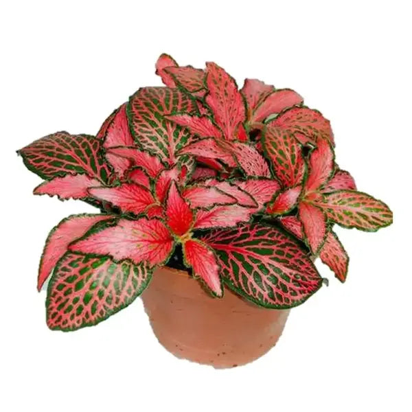 Fittonia - Ruby red