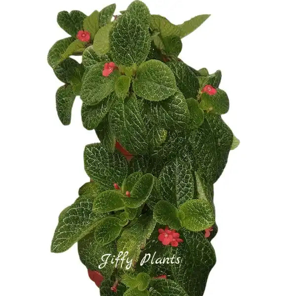 Episcia Cupreata Flame Violet - Red Flower