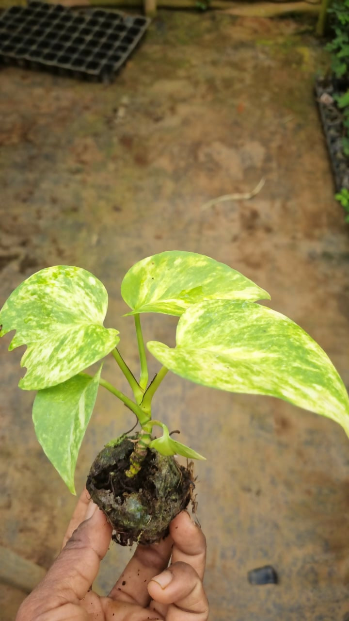 Golden Pothos (Epipremnum aureum)/ Money Plant