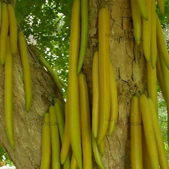 Candle – Live Grafted Exotic Fruit Tree - Keyfarm Wayanad