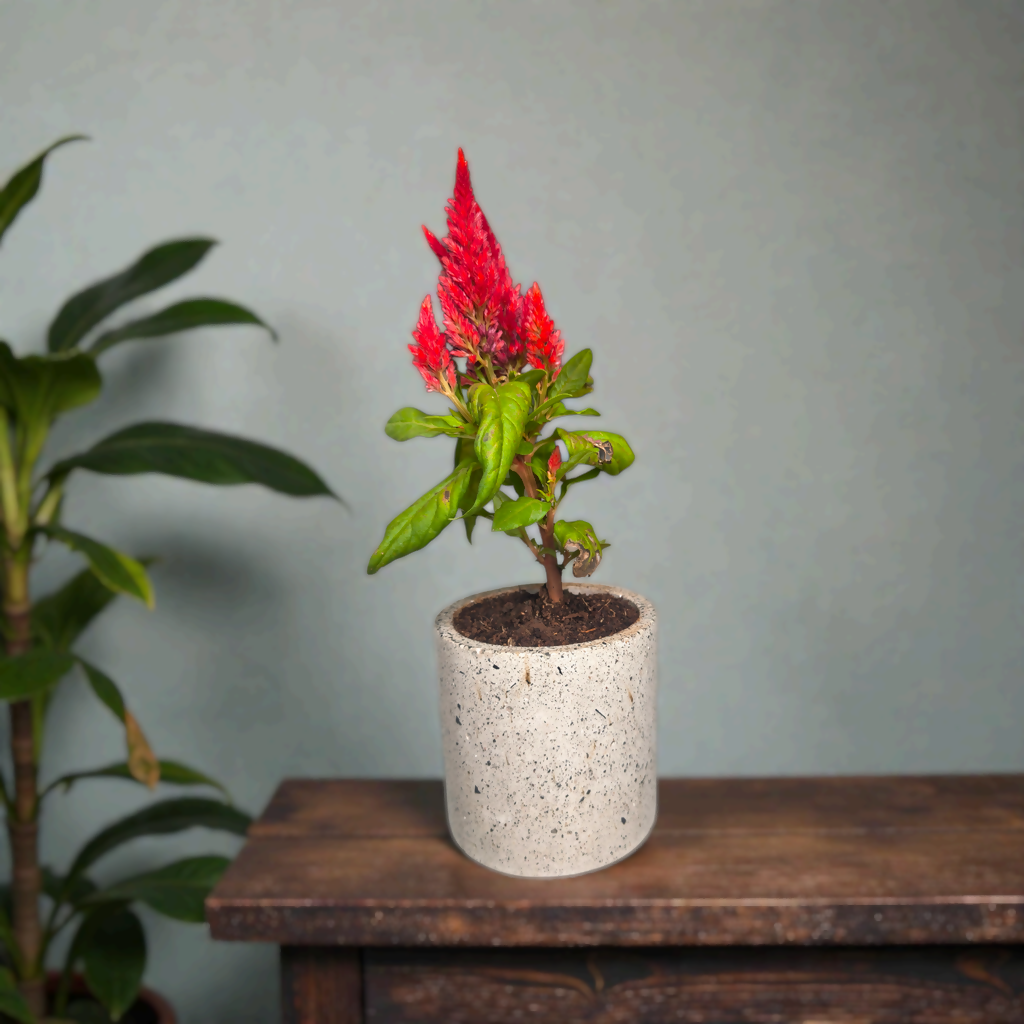 Cylo-4 - Recycled concrete| eco- friendly| concrete planter