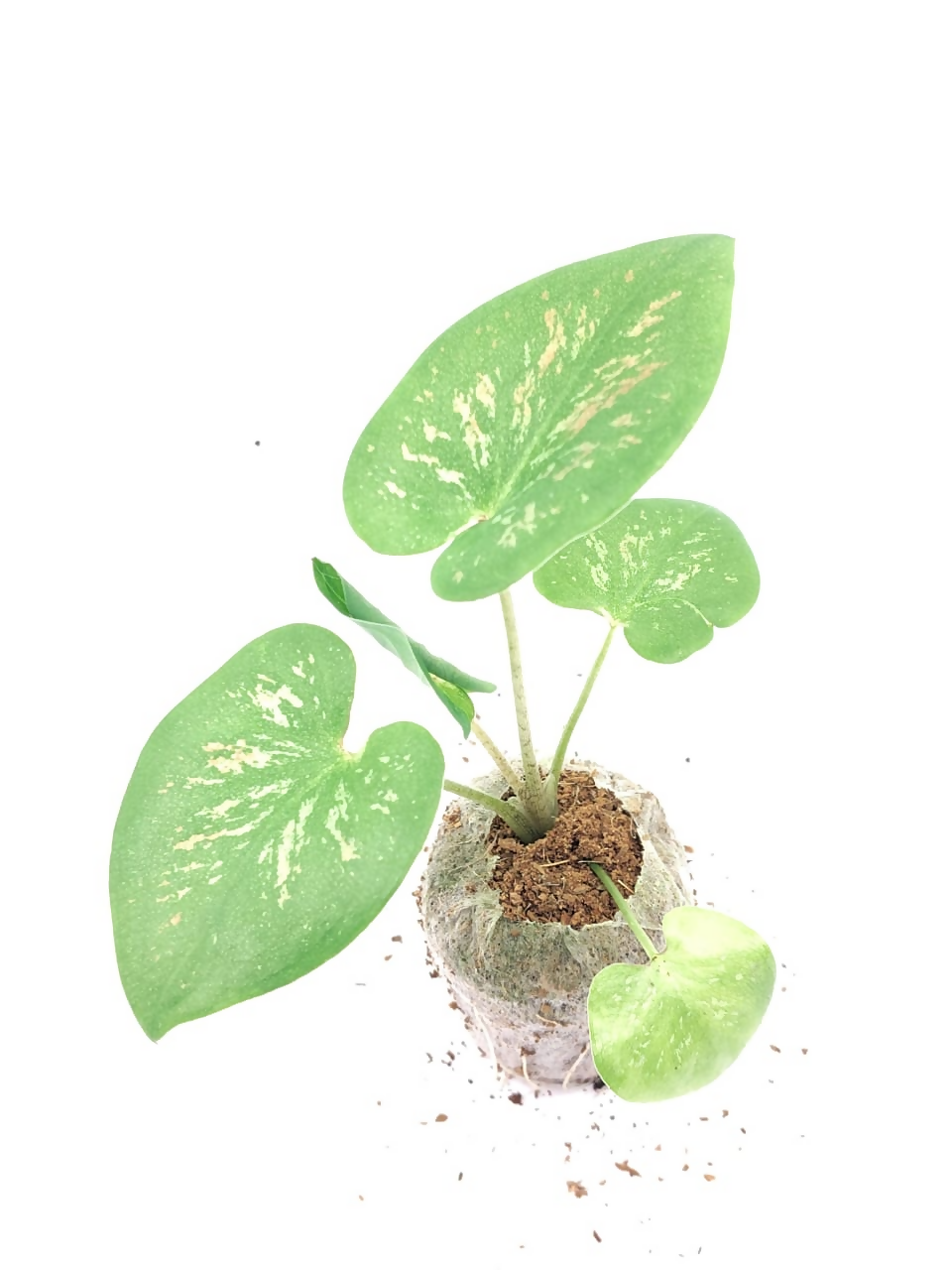 Caladium super daging