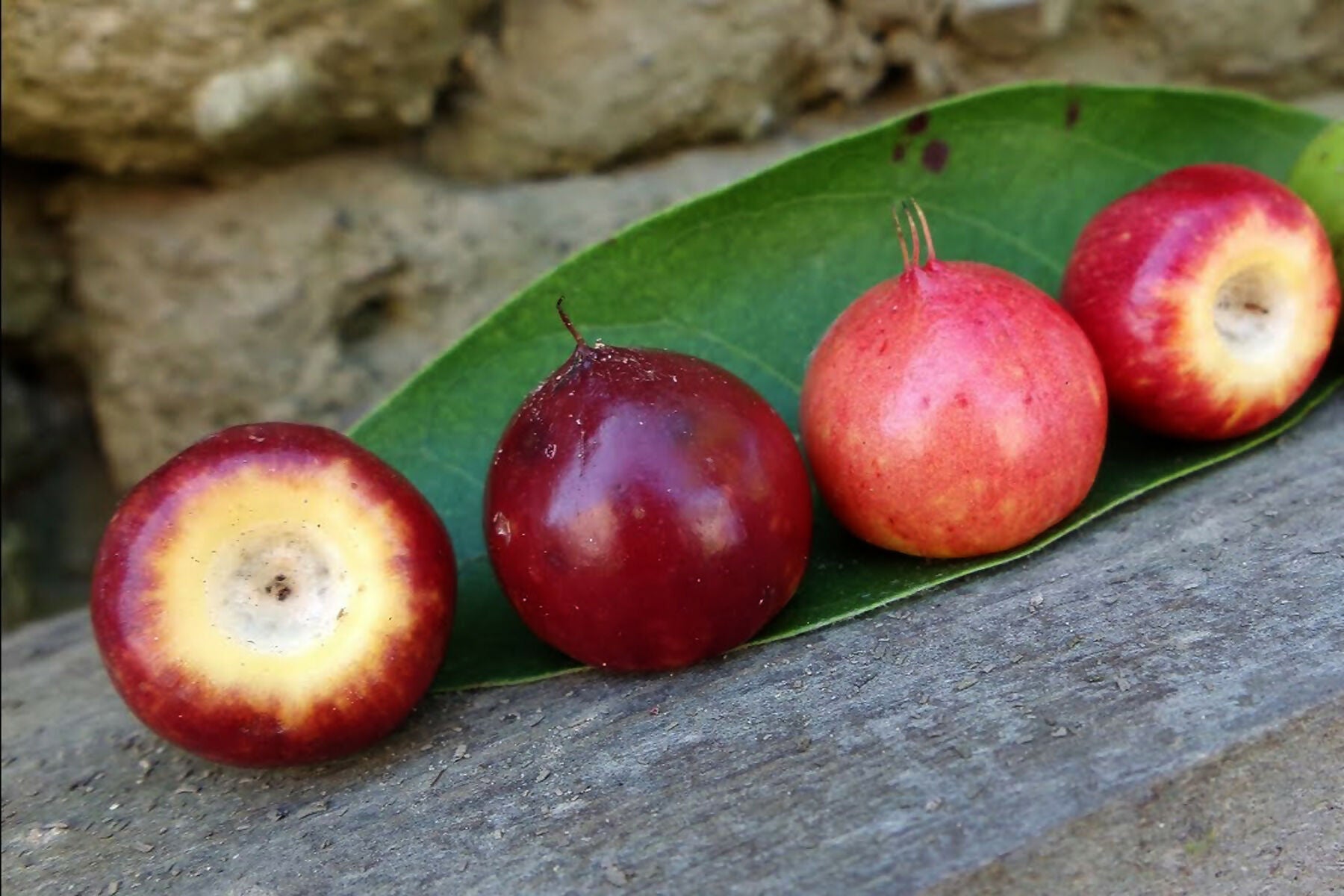 Red Nance Fruit Plants (Byrsonima Crassifolia)