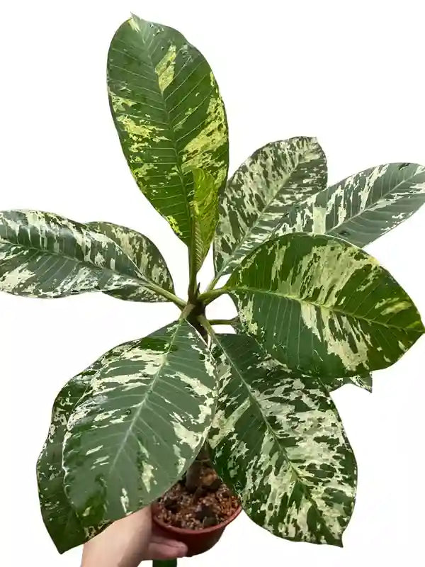 Frangipani Variegated Maya | Plumeria, Frangipani variegated - Rare