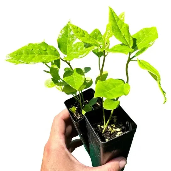 Purple Passion Fruit Plant