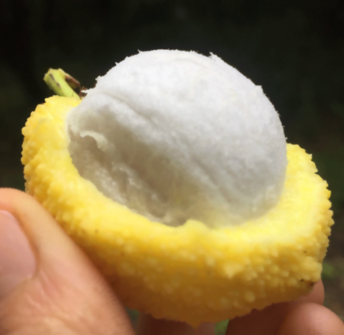 Madrono Fruit Plants (Garcinia Madruno)