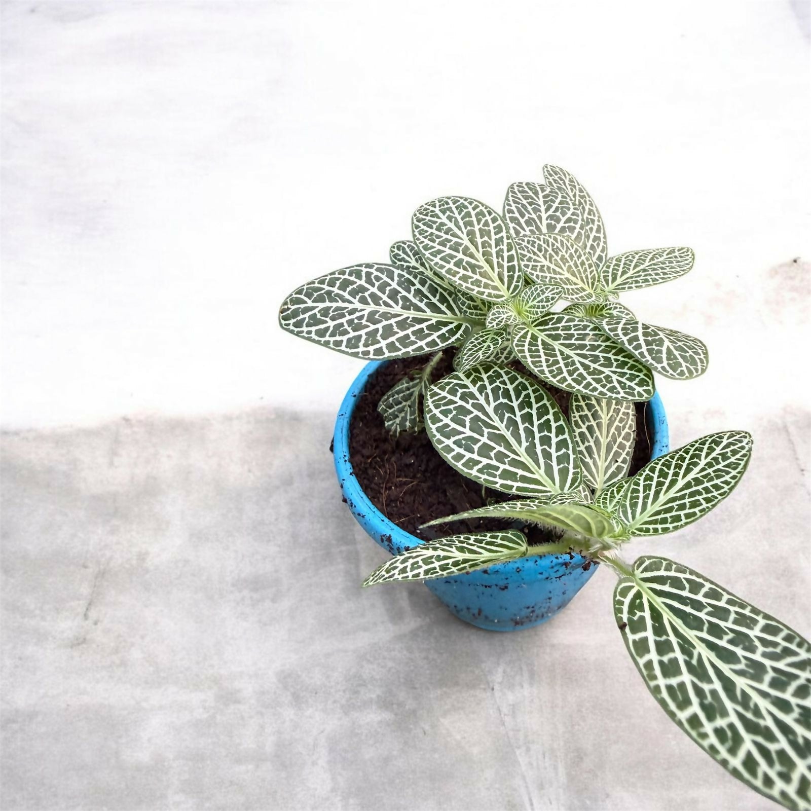 Fittonia
