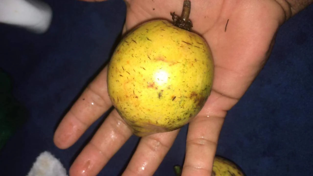 Garcinia Amazonica Fruit Plant (Garcinia amazonica)