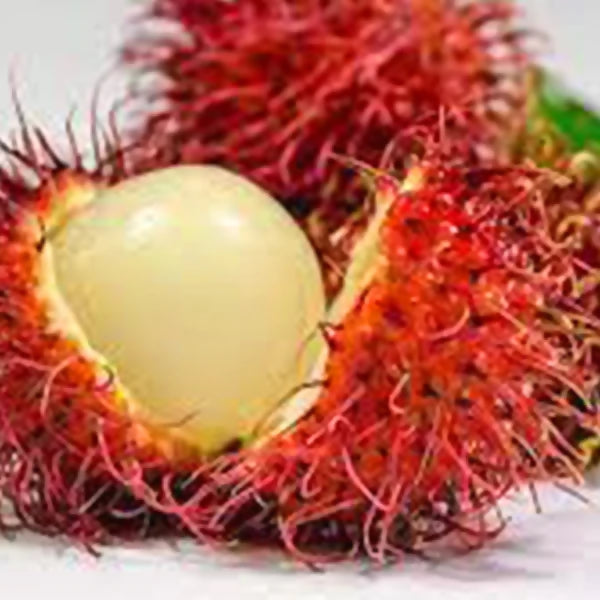 N18 Rambutan Live Plants (Red)
