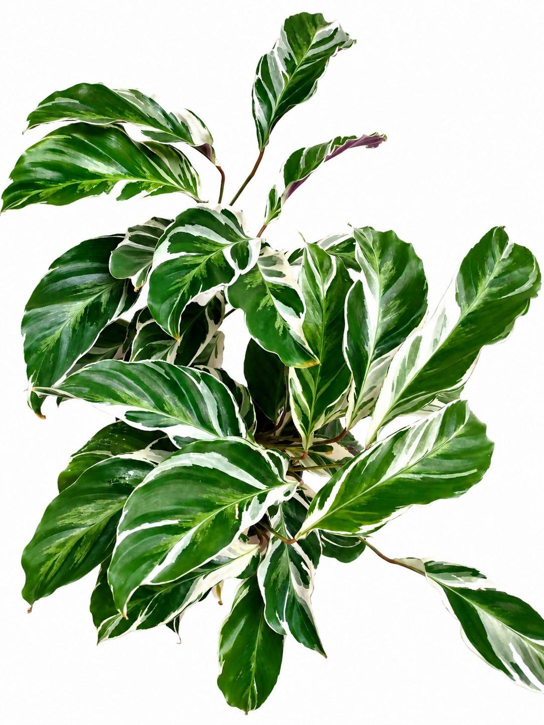 Calathea White Fusion Bushy