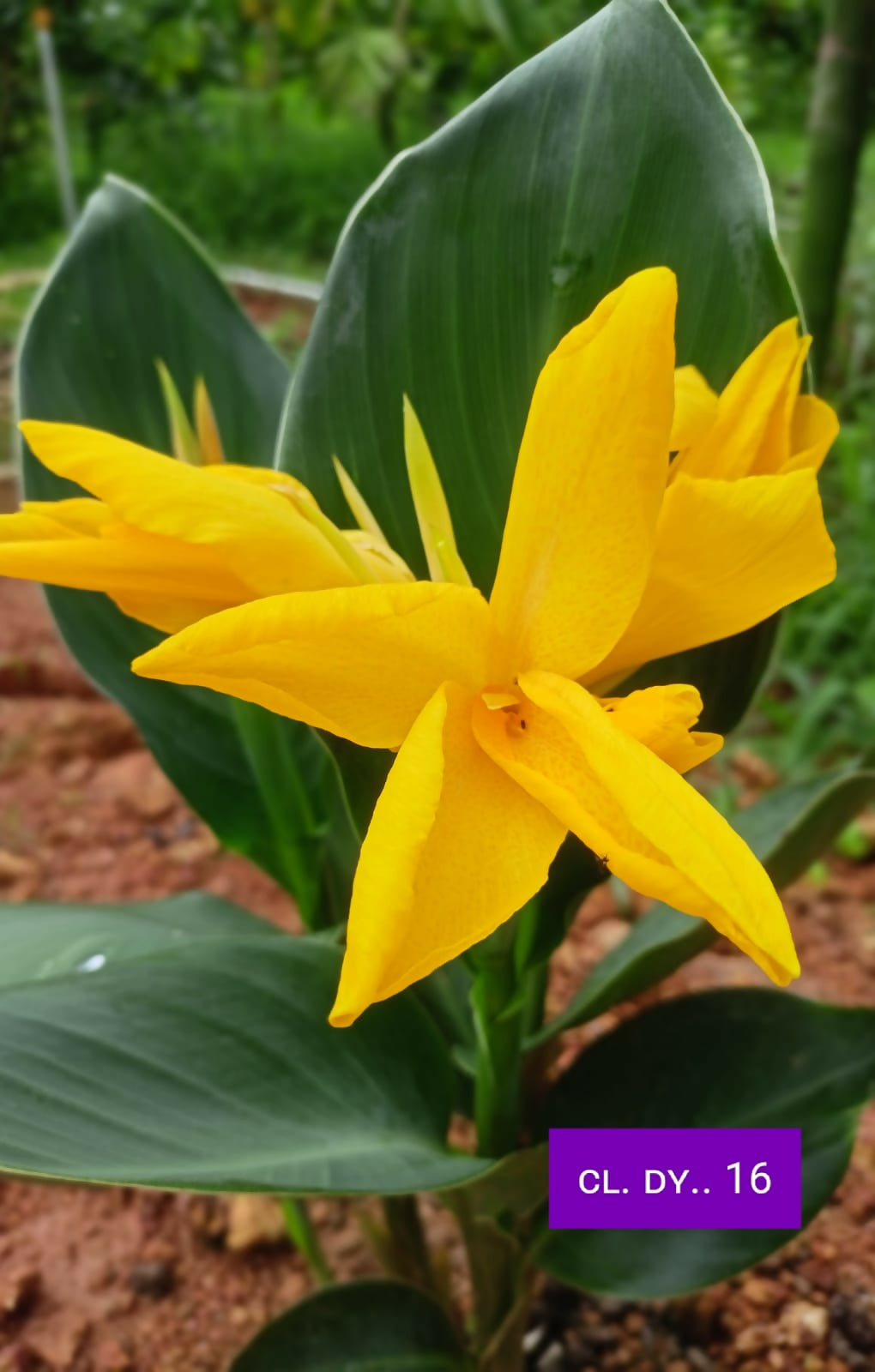 Healthy Canna Lily Bulb CL. DY..16 carefully cultivated by Plant Doctor nursery