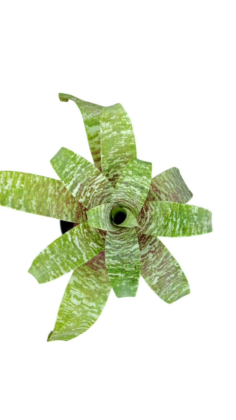 Bromeliad