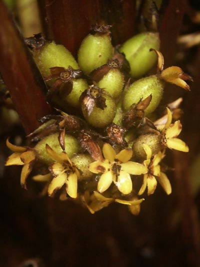 Lemba Fruit Plants (Curculigo Capitulata)