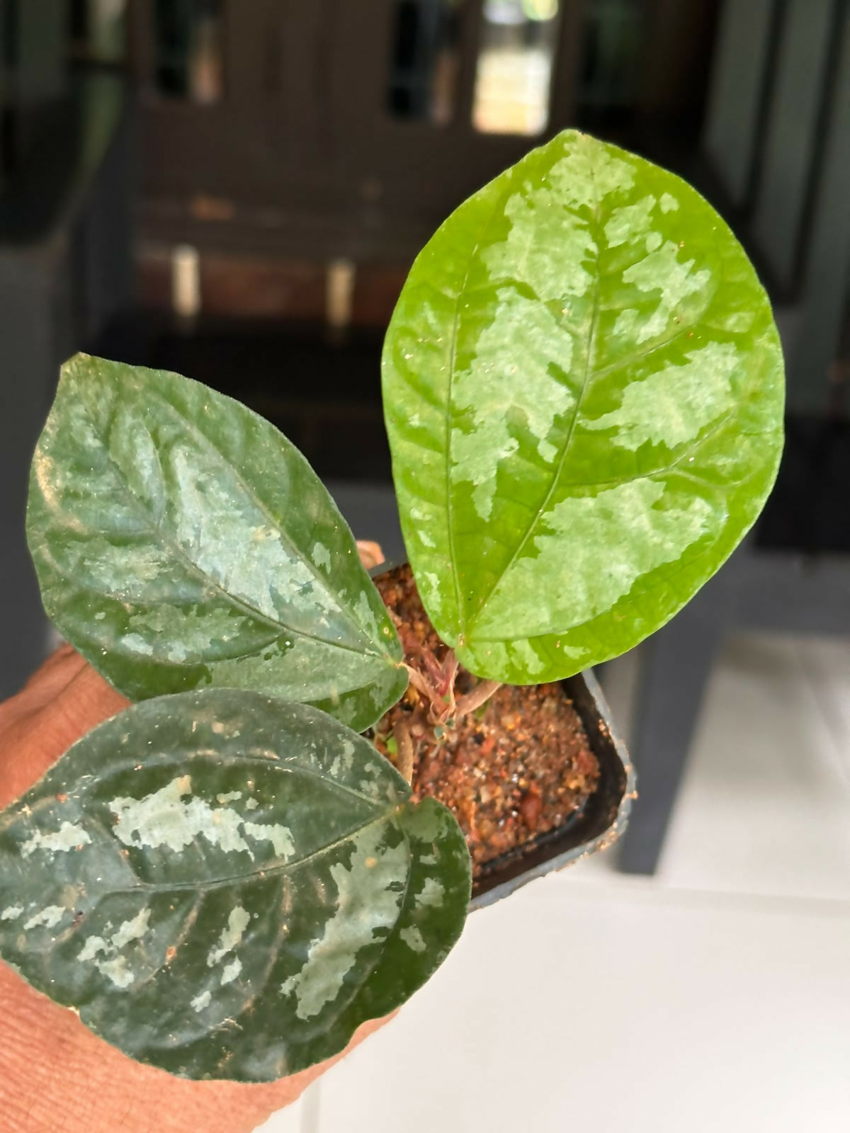 Elatostema Var 3