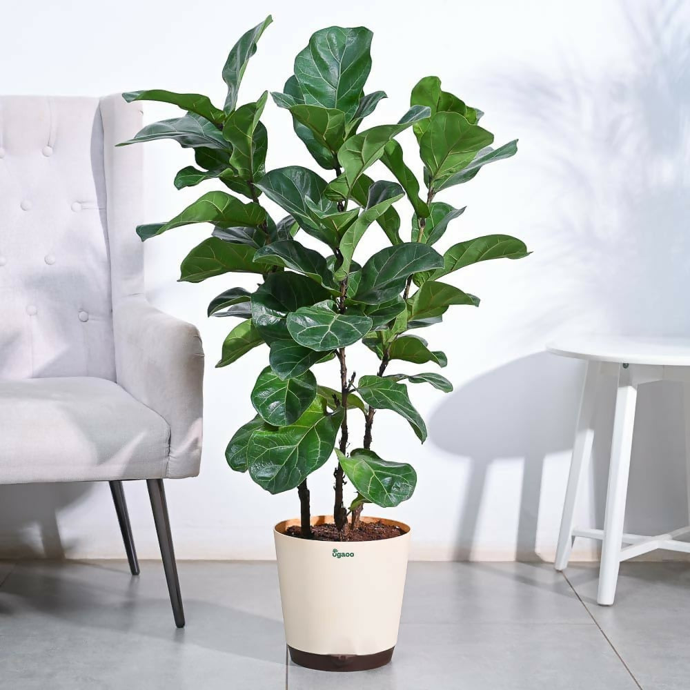 Ficus lyrata dwarf(Bambino)