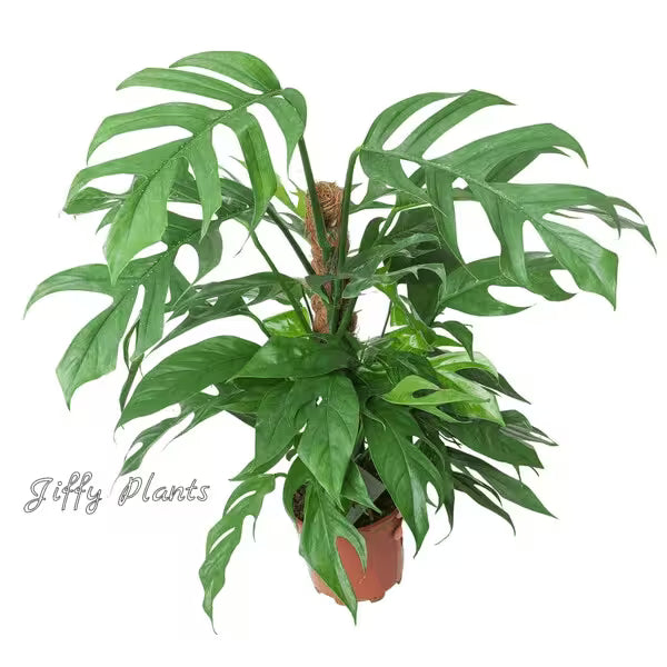 monstera dragon tail plant Epipremnum Pinnatum, Dragon Tail Monstera Plant – Foliages.in