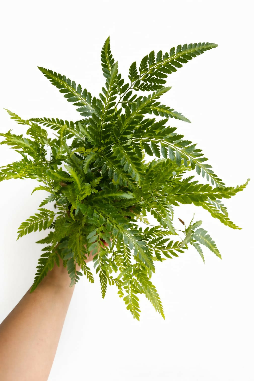 Lush Flora East Indian Holly Fern Live Plant, 1-2 Foot Tall