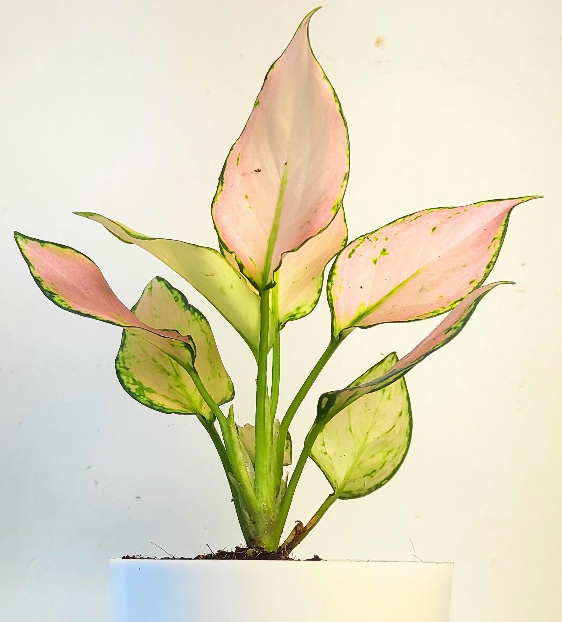 Aglaonema Super Pink Live Plant – Rare Starter TC Plant – Foliages India