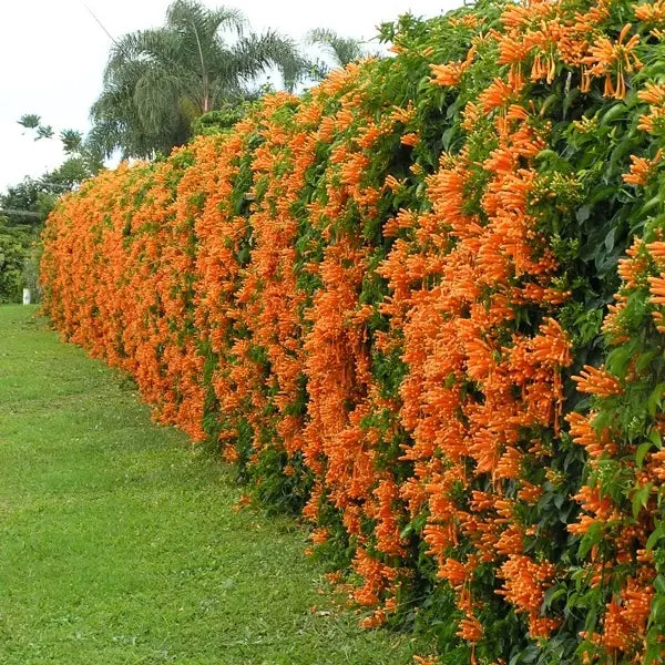 Flaming Trumpet Vine Orange
