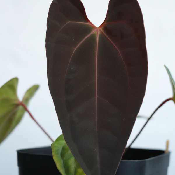 anthurium gemini Anthurium Darkest Panama ×Sp Gunayala – Foliages.in