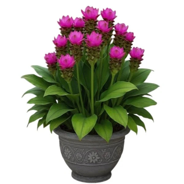 Curcuma Purple Plant