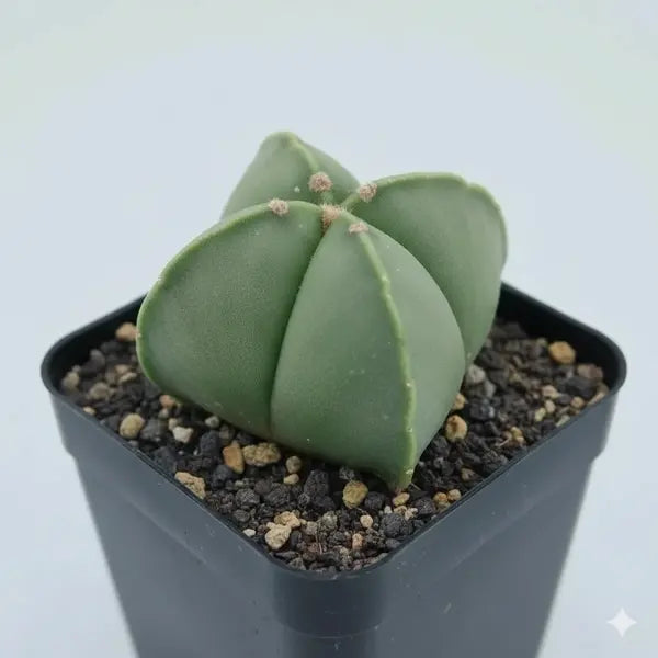 Ribbed Green Cactus