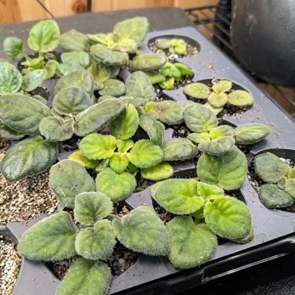 African Violet Saintpaulia (Mixed Colours)