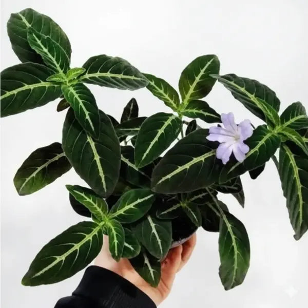 Ruellia Devosiana