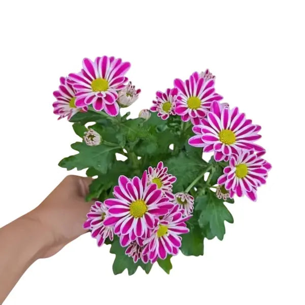 Chrysanthemums Mixed Colour